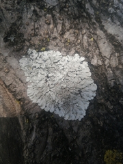 Flavoparmelia caperata