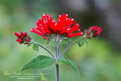 Bouvardia ternifolia