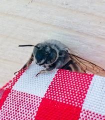 Anthophora marginata