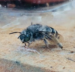 Anthophora marginata