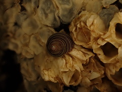 Calliostoma canaliculatum