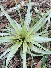 Tillandsia utriculata