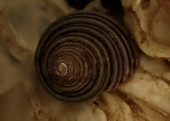 Calliostoma canaliculatum