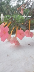 Gesnerieae