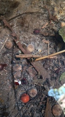 Thermonectus marmoratus