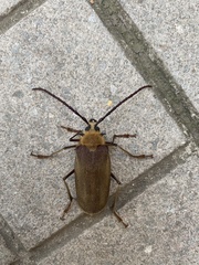 Acanthinodera cumingii