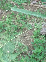 Eragrostis amabilis