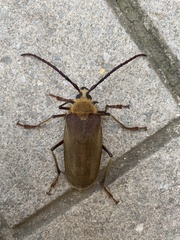 Acanthinodera cumingii