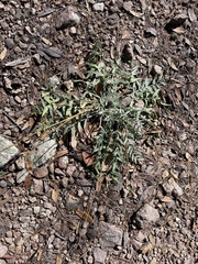 Oxytropis lambertii