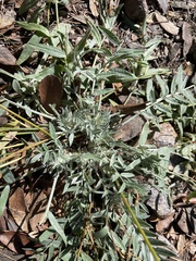 Oxytropis lambertii