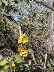 Gaudichaudia cynanchoides