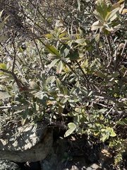 Salix breweri