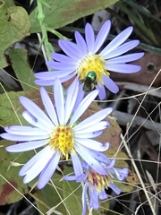 Symphyotrichum walteri