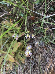 Symphyotrichum walteri