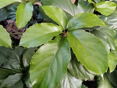 Tetrastigma voinierianum
