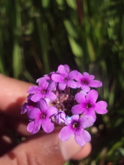 Glandularia sessilis