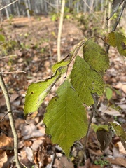 Ulmus rubra