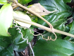 Tetrastigma voinierianum