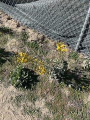 Heterotheca grandiflora