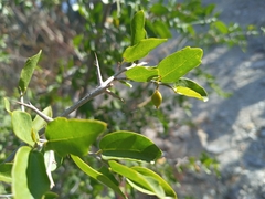 Xylosma flexuosa