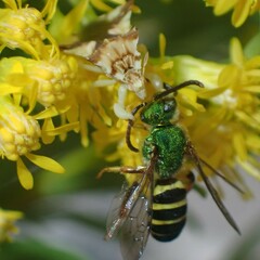 Agapostemon poeyi