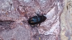 Blaberoidea