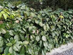 Tetrastigma voinierianum