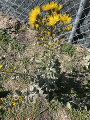 Heterotheca grandiflora