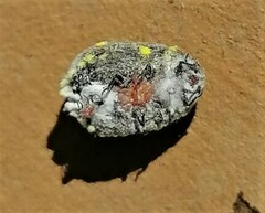 Monophlebidae