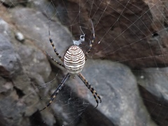 Argiope trifasciata