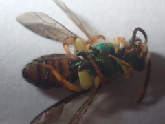 Agapostemon poeyi