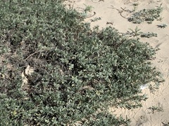 Cakile maritima