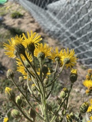 Heterotheca grandiflora