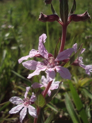Cuphea lysimachioides