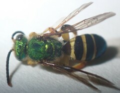 Agapostemon poeyi