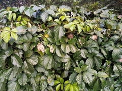 Tetrastigma voinierianum