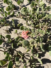 Abronia maritima × latifolia