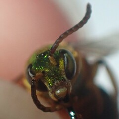 Agapostemon poeyi