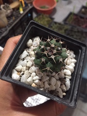 Turbinicarpus