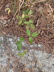 Rubus cuneifolius