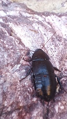 Blaberoidea