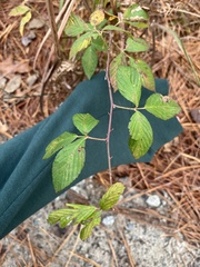 Rubus cuneifolius