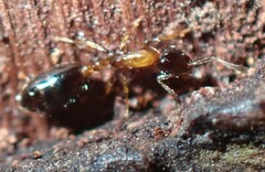 Monomorium floricola