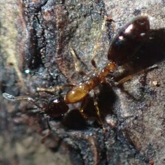 Monomorium floricola