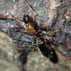 Monomorium floricola