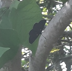 Melanis acroleuca acroleuca