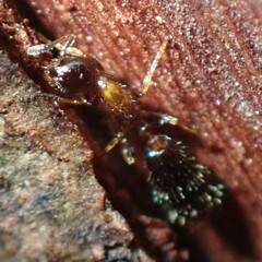 Monomorium floricola