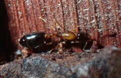 Monomorium floricola