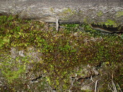 Encalypta streptocarpa