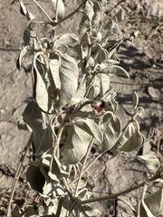 Croton pottsii